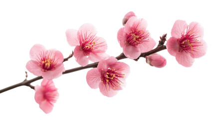 PNG Pink plum blossoms flowers petals branch.