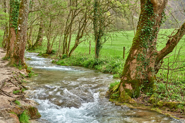 Rushing Turquoise Stream Flowing Through Lush Greenery with Frothy White Water Surrounded by Verdant Plants and Grasses in a Serene Natural Setting.