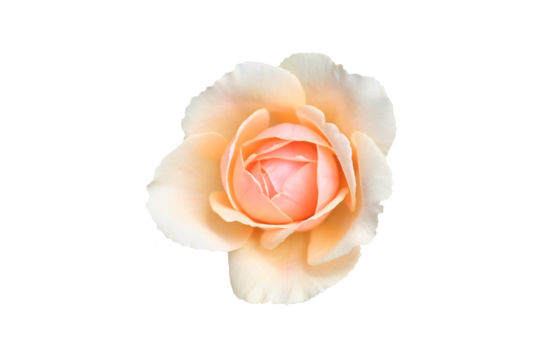 Isolated of a beautiful light coral color of rose flower on white background.