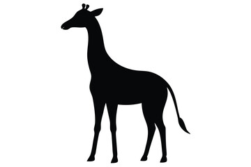 giraffe isolated on white