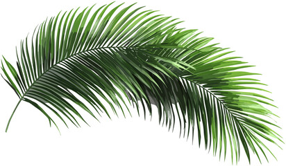 Vector palm leaves, cut out tropical foliage, transparent backgrounds, exotic plants, green palm fronds, summer theme, nature design, jungle leaves, beach palm decoration.