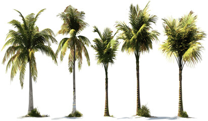 Obraz premium Vector summer palm trees, cut out tropical shapes, PNG palm leaves, beach plants, island scenery, tropical nature, tropical foliage, exotic trees, summer vibes, palm silhouettes