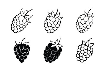 Raspberry – Rubus idaeus line art vector illustration