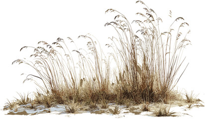 Overgrown field illustration, dried grass vector, meadow texture, wild grass png, nature field, grass cutout, plant background, isolated dried plants, natural scene, field plants