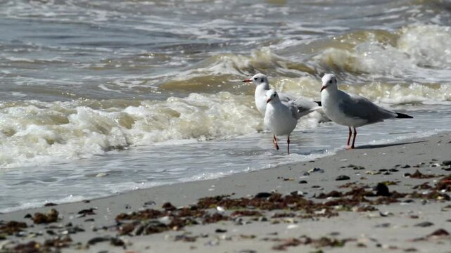 Seagulls looking for food on the shore of the stormy sea. FullHD video