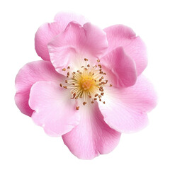 Obraz premium Pink Rosa Damascena Flower Bloom on transparent background.