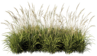 Vector long grass field, prairie cut-out, transparent png, green meadow, wild grass, natural open field, grassy plains, landscape background, summer nature