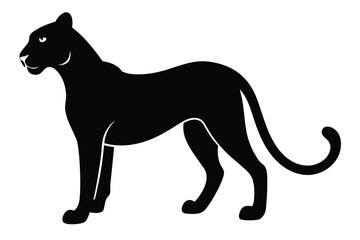 black and white cat