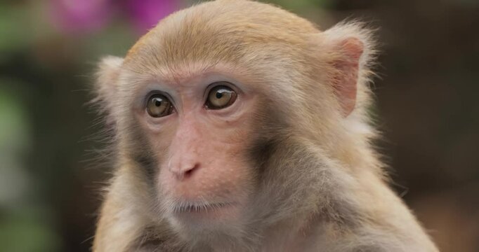 Macaques in nature. Macaques constitute a genus (Macaca) of gregarious monkeys. Macaques are found in a variety of habitats throughout the Asian continent and are highly adaptable.