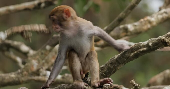 Macaques in nature. Macaques constitute a genus (Macaca) of gregarious monkeys. Macaques are found in a variety of habitats throughout the Asian continent and are highly adaptable.