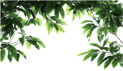 Vector Cutout tropics trees branch foreground on transparent backgrounds png, jungle leaves, exotic foliage, tropical nature, rainforest canopy, isolated tree, botanical element © aura studio