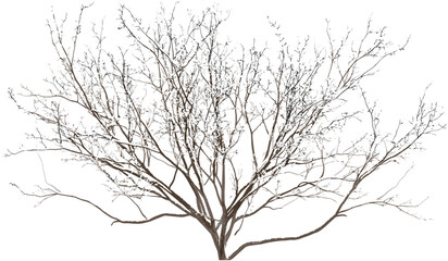 Snow-covered tree branches, dried twigs, transparent background PNG, winter landscape, frosty trees, cold season decor, snowy tree branches, isolated branches, winter nature art