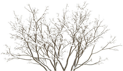 Dried tree branches with snow, transparent PNG background, winter trees, snowy cutout, nature decor, isolated branches, winter tree design, frozen branches, snow-covered branches