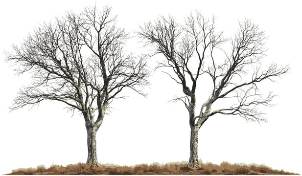 Vector desolate dry forest, tree leafless isolated, barren wilderness, transparent background, autumn nature, isolated trees, wilderness landscape, eco-friendly environment