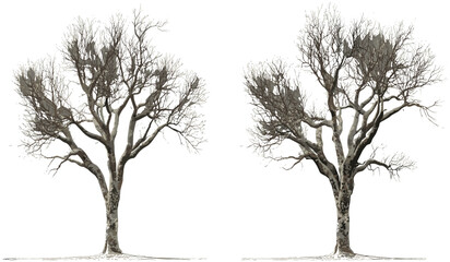 Vector transparent backgrounds, dry trees, leafless, standing trees, png, isolated tree branches, nature, seasonal, autumn, leafless trees, winter trees, silhouette, isolated background.