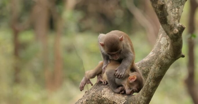 Macaques in nature. Macaques constitute a genus (Macaca) of gregarious monkeys. Macaques are found in a variety of habitats throughout the Asian continent and are highly adaptable.