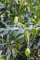 Unripe Mangoes Hanging on a Vibrant Green Tree