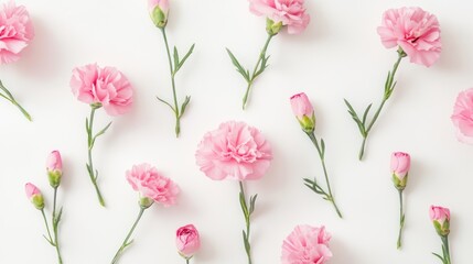 Pink carnations arranged on a white surface