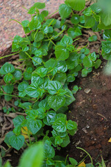  Pepper Elder Plant Thriving in Rich Natural Soil