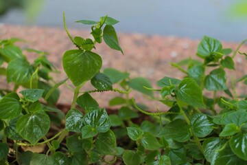 Vibrant Green Pepper Elder Plants in Garden