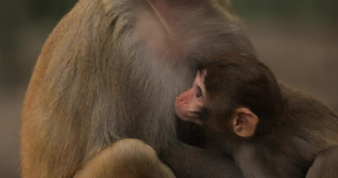 Macaques in nature. Macaques constitute a genus (Macaca) of gregarious monkeys. Macaques are found in a variety of habitats throughout the Asian continent and are highly adaptable.