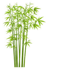 Bamboo plants with lush green leaves on a white isolated background.