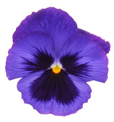 Flower of garden pansies (viola).