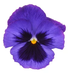 Fototapete Rund Flower of garden pansies (viola). © Galyna