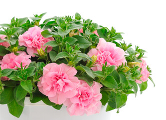 Bouquet of flowers petunia in a pot.