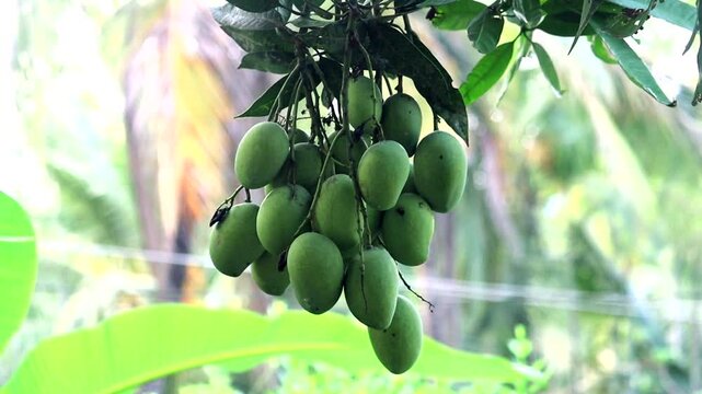 Closeup group of green mangoes hanging from the branch of mango tree