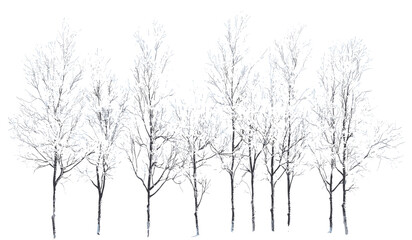 Vector snow-covered trees, fragile limbs, isolated winter woods, transparent background, snowy forest, cold landscape, frozen branches, winter scene, nature silhouette, frost-covered trees