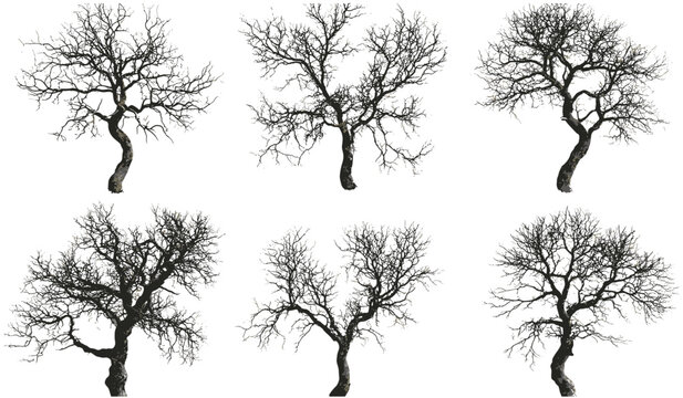 Death trees cutout set, vector from above, barren tree silhouettes, dark spooky forest, winter landscape, eerie atmosphere, leafless branches, gloomy woods, creepy tree design