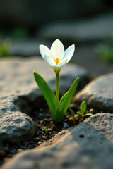 Obraz premium A solitary white flower blooms through a small crack in the stone, Stone, Garden decor, Bloom