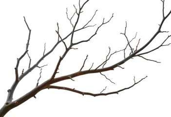 Bare, gnarled branches isolated against a pure white backdrop, weathered, organic