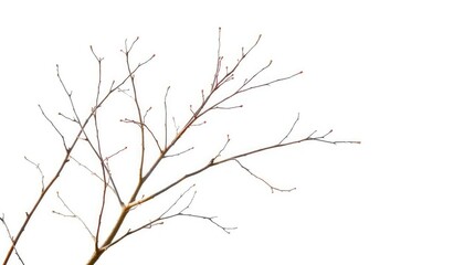 Delicate, bare branches isolated against a pure white backdrop, branches, art