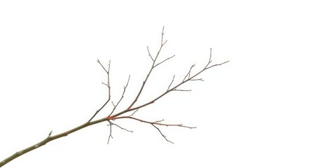 Delicate, bare branches isolated against a pure white backdrop, branches,  floral design