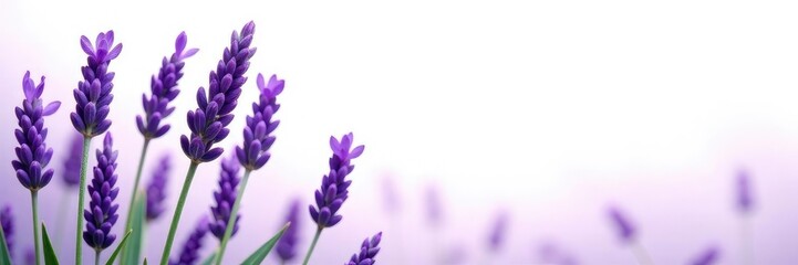 Obraz premium Flowering lavender isolated on white background, petals, lavender, flowers