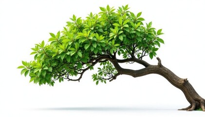 Obraz premium Large isolated branch on white background with trunk in distance, isolated, stem