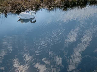 Fototapete Rund Swan in Nature reserve Weerribben-de Wieden, Steenwijkerland, Overijssel province, The Netherlands © HollandPhotostock.nl