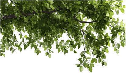 Green tree branches, lots of leaves, cutout backgrounds, PNG, nature tree silhouette, tree foliage, natural tree leaves, transparent tree branch design, eco-friendly