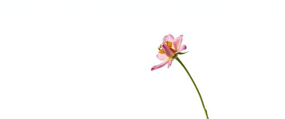 Single, wilting flower, isolated on pure white background, nature, image