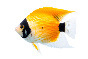 Brightly colored angelfish swimming gracefully in aquarium , cut out transparent