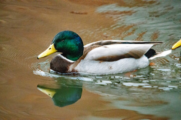 Der bunte Schwimmer: Porträt einer männlichen Stockente auf dem Wasser