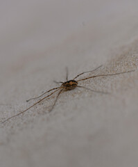 Tiny creature exploring a textured surface in a close-up view during a quiet afternoon