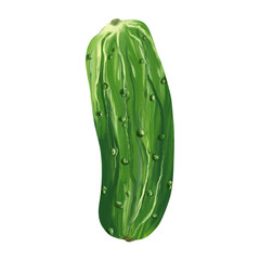 Green cucumber on isolated white background. Digital art, oil imitation. Autumn harvest, healthy food.