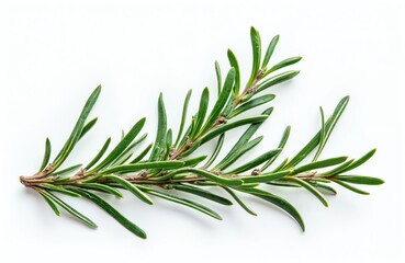 Fototapeta premium Rosemary branch isolated on white background. Top view, close-up of fresh herb, spices. Aromatic, raw, organic ingredient for cooking, medicine. Culinary, healthy eating. Plant twig with green leaves.