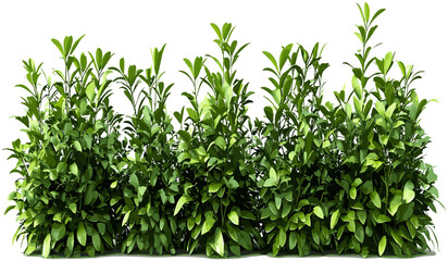 Greenery shrubs plants vector, cut out shapes, png backgrounds, isolated, landscape elements, nature, decorative, design elements, foliage, outdoor, eco-friendly, environment