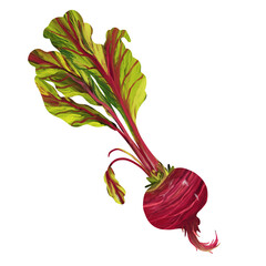 Beetroot isolated on white background. Digital art, oil imitation. Autumn harvest, healthy food.
