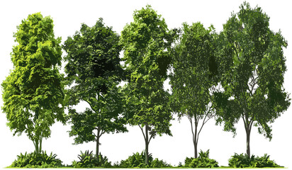 Jungle growth set, vector isolate, bigger trees, tropical forest, dense jungle, lush greenery, nature design, wild forest, trees, vector illustration, landscape, tropical scenery