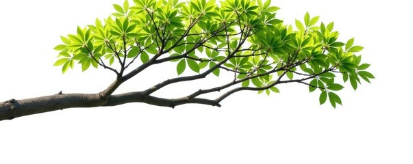 Obraz premium Large isolated branch on white background with trunk in distance, nature, isolated, white